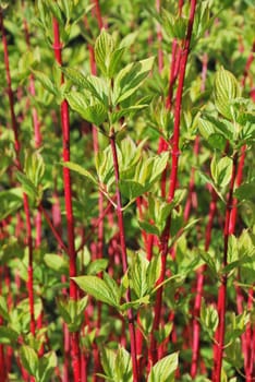 Red and green foilage