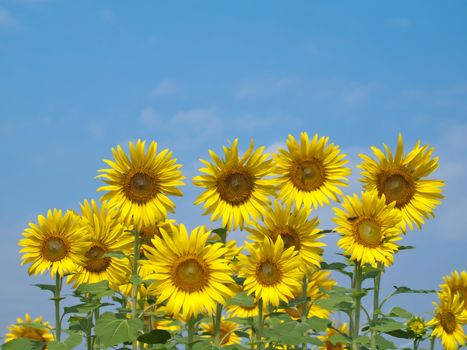 Group of beautiful sunflower with blue sky