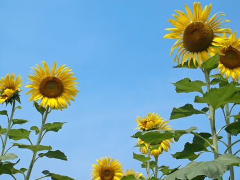 Sunflowers against blue sky in look up view from the ground