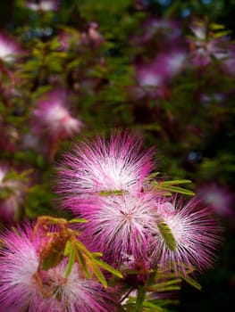 Pink powderpuff blooming like dream(Calliandra surinamensis, Family Mimosaceae, common names Pink Powder Puff, Pompon De Marin, Surinam Powderpuff, Surinamese Stickpea)