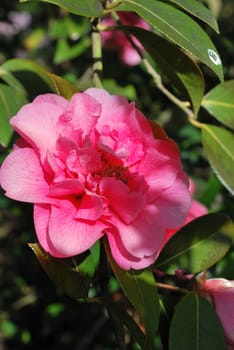 pretty pink flower