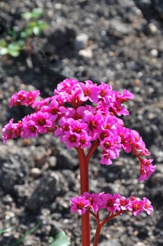 Bright purple flower 