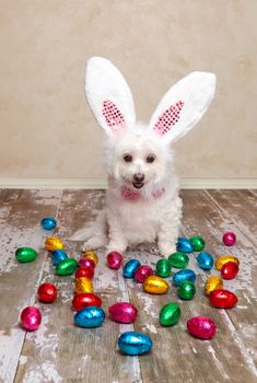 A cute little dog dressed as easter bunny looking down at lots of delicious foil wrapped chocolate easter eggs.