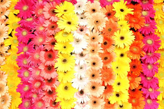 Multicolor Flower background
