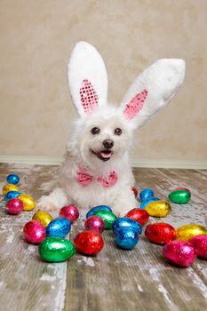 An easter bunny dog surrounded by various colourful foil wrapped chocolate easter eggs.