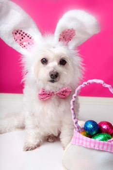 A dog wearing bunny ears sits beside a bag ful of delicious easter eggs. Pink background. Closeup