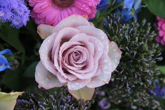 Close up of a big purple rose after a rain shower