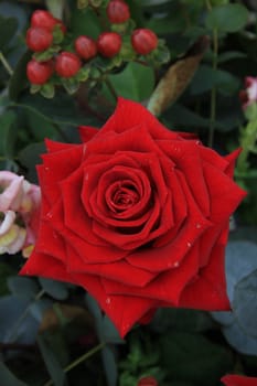 A single red rose in close up, some green and pink decorations in background