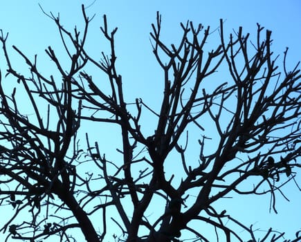 tree silhouette against a bright blue sky