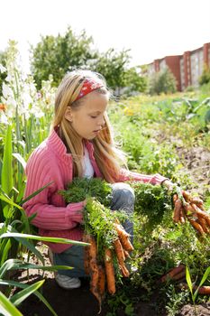 young girls working in vegetable garden, hold fresh carrots