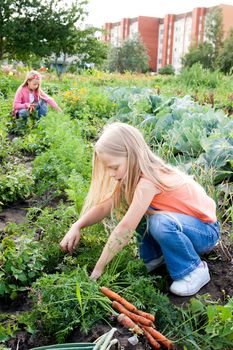 Two young girls working in vegetable garden