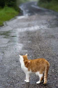 Shot of the domestic cat - gingery cat