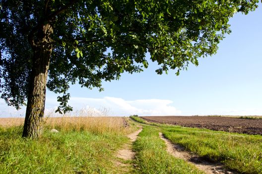 Background of rural gravel road between agricultural fields and oak tree branches.