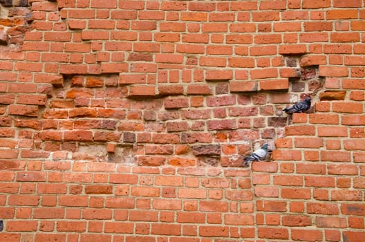 pair of pigeons sitting on ancient red brick wall.