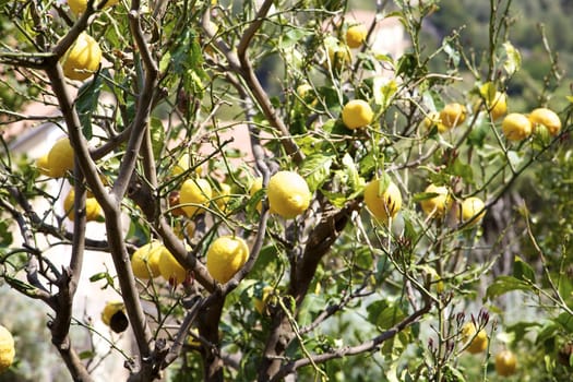 Many big lemons on a tree in south of italy