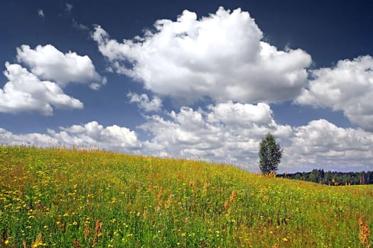 summer field