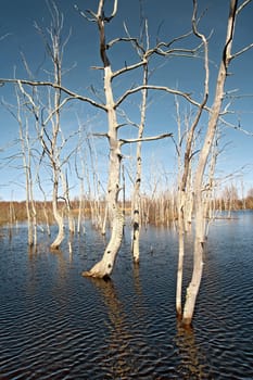 spring flood in dry oak wood