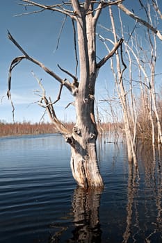 spring flood in dry oak wood