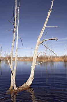 spring flood in dry oak wood