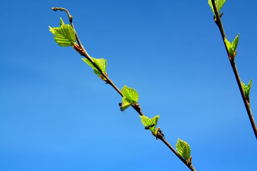 spring sheet of the birch