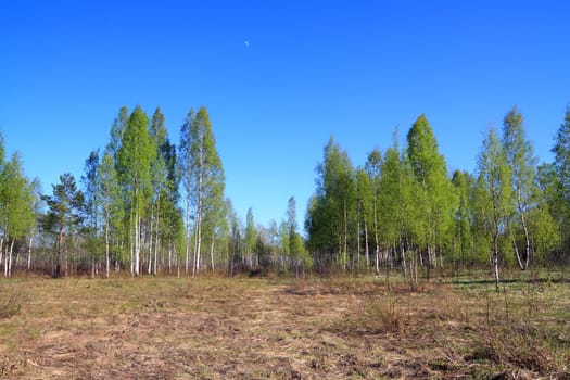 birch copse on springr field