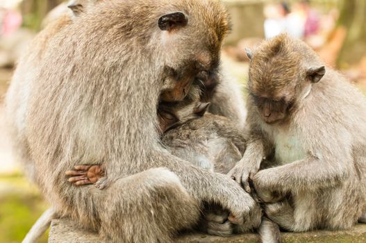 Long-tailed macaques (Macaca fascicularis) in Sacred Monkey Forest, Ubud, Indonesia