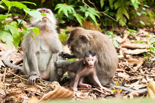 Long-tailed macaques (Macaca fascicularis) in Sacred Monkey Forest, Ubud, Indonesia