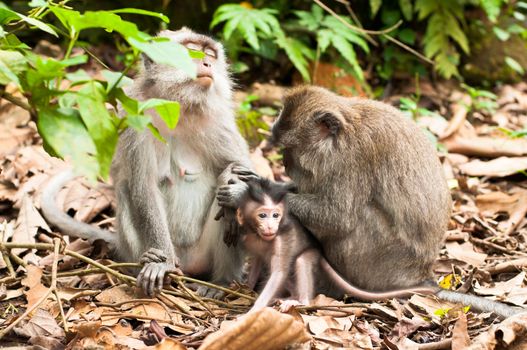 Long-tailed macaques (Macaca fascicularis) in Sacred Monkey Forest, Ubud, Indonesia