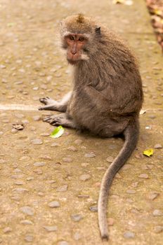 Long-tailed macaques (Macaca fascicularis) in Sacred Monkey Forest, Ubud, Indonesia