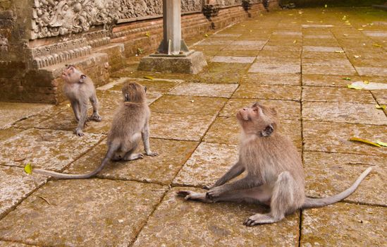 Long-tailed macaques (Macaca fascicularis) in Sacred Monkey Forest, Ubud, Indonesia