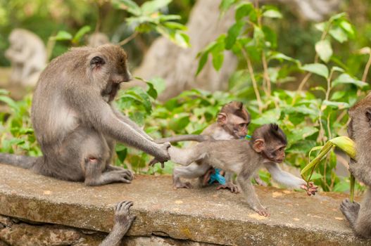 Long-tailed macaques (Macaca fascicularis) in Sacred Monkey Forest, Ubud, Indonesia