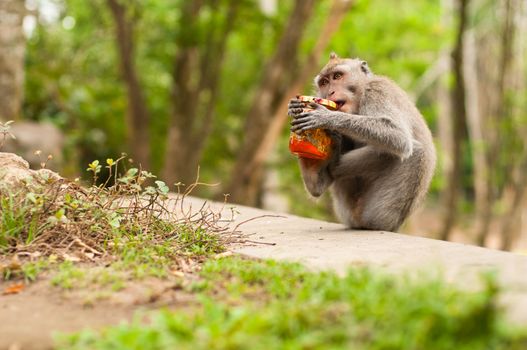 Long-tailed macaques (Macaca fascicularis) in Sacred Monkey Forest, Ubud, Indonesia