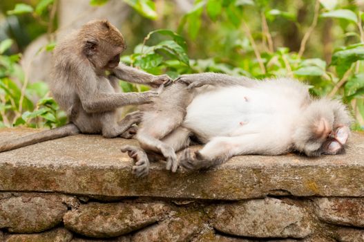 Long-tailed macaques (Macaca fascicularis) in Sacred Monkey Forest, Ubud, Indonesia