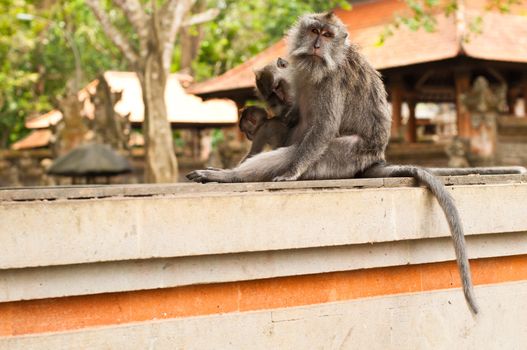 Long-tailed macaques (Macaca fascicularis) in Sacred Monkey Forest, Ubud, Indonesia