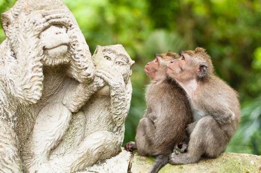 Long-tailed macaques (Macaca fascicularis) in Sacred Monkey Forest, Ubud, Indonesia