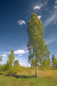 green birch near rural road