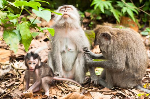 Long-tailed macaques (Macaca fascicularis) in Sacred Monkey Forest, Ubud, Indonesia