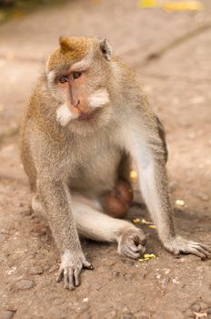 Long-tailed macaques (Macaca fascicularis) in Sacred Monkey Forest, Ubud, Indonesia