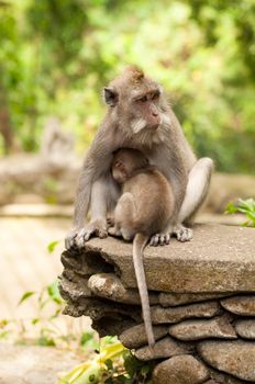 Long-tailed macaques (Macaca fascicularis) in Sacred Monkey Forest, Ubud, Indonesia