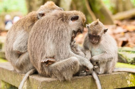 Long-tailed macaques (Macaca fascicularis) in Sacred Monkey Forest, Ubud, Indonesia