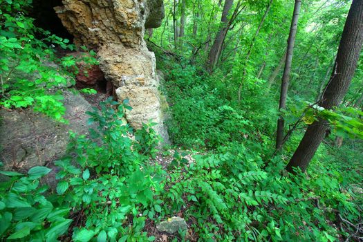 Forest understory vegetation along a rock escarpment at Mississippi Palisades State Park in Illinois.