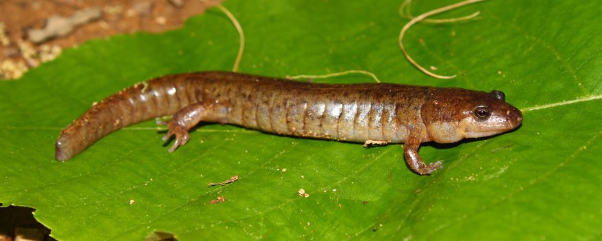Dusky Salamander (Desmognathus conanti) in southern USA.