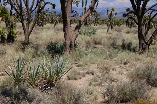 Joshua Trees in dot the landscape of the Mojave National Preserve in California.