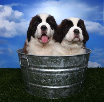 Cute and Adorable Saint Bernard Pups 