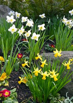 Colorful daffodil garden in early spring