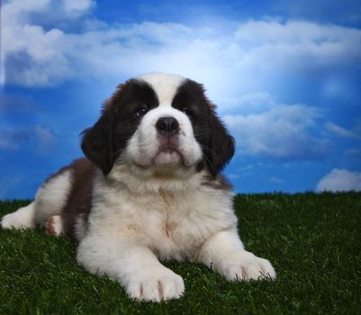 Cute and Adorable Saint Bernard Pups 