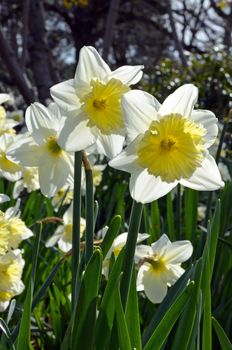 Sunny daffodil garden