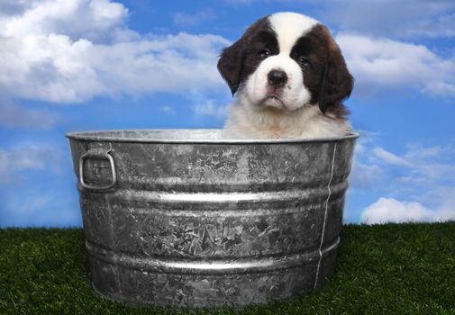 Cute and Adorable Saint Bernard Pups 