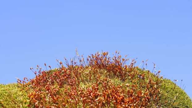 Concealed with moss surface. Ripe disputes bags in some plants. Macro shooting against the background of blue sky