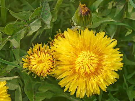 Dandelion flowers in springtime sunny weather close up